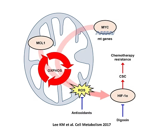MYC/MCL1 and OXPHOS