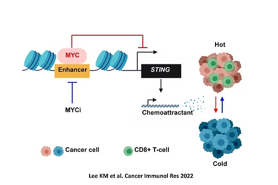 MYC-STING immune evasion